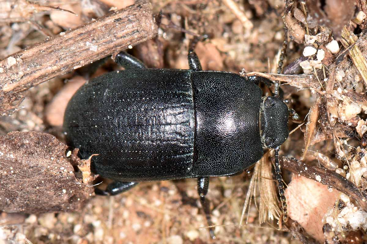 Tenebrionidae: Tutti Pedinus meridianus?  S, maschi e femmine